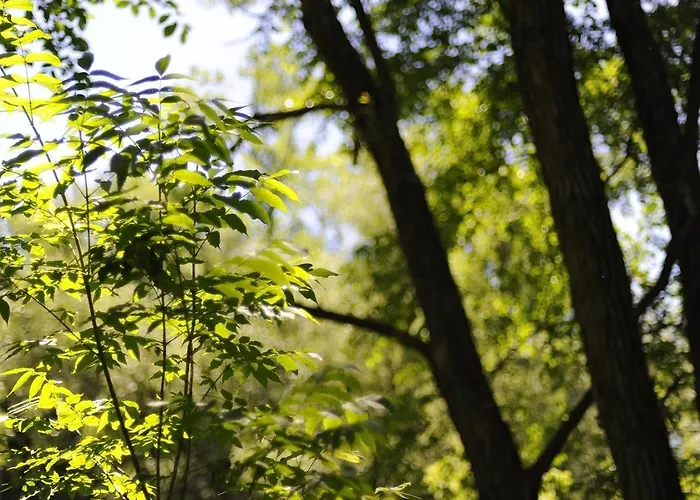 L'oree Du Bois - & 4* Montagudet